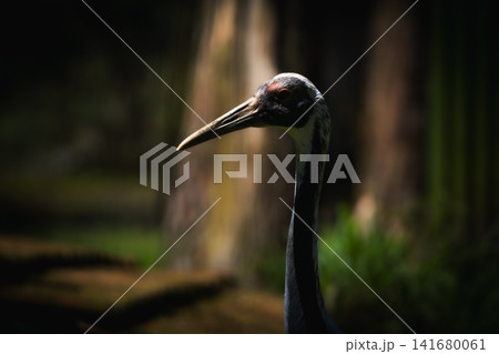 Close Up Portrait of Common Crane with Long Neck and Beak, Elegant Wildlife Bird Photography Featur Close Up Portrait of Common Crane with Long Neck and Beak, Elegant Wildlife Bird Photography Featur 141680061