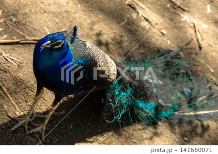 Vibrant Blue Peacock Portrait with Iridescent Feathers, Elegant Exotic Bird Close Up, Detailed Wild Vibrant Blue Peacock Portrait with Iridescent Feathers, Elegant Exotic Bird Close Up, Detailed Wild 141680071