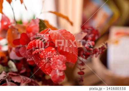 Decorative arrangement made of dried red branches. Preserved leaves displayed on a shelf inside a flower shop. Seasonal botanical composition with autumn colors and natural textures Decorative arrangement made of dried red branches. Preserved leaves displayed on a shelf inside a flower shop. Seasonal botanical composition with autumn colors and natural textures 141680338