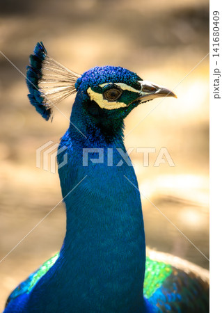 Vibrant Blue Peacock Portrait with Iridescent Feathers, Elegant Exotic Bird Close Up, Detailed Wild Vibrant Blue Peacock Portrait with Iridescent Feathers, Elegant Exotic Bird Close Up, Detailed Wild 141680409