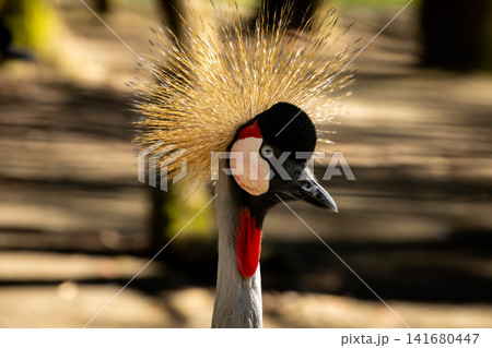 Grey Crowned Crane Portrait with Golden Feather Crown, Exotic African Bird Wildlife Photography Fea Grey Crowned Crane Portrait with Golden Feather Crown, Exotic African Bird Wildlife Photography Fea 141680447