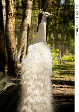 White Peacock Standing in Forest Habitat with Elegant Tail Feathers, Rare Albino Peafowl Portrait, White Peacock Standing in Forest Habitat with Elegant Tail Feathers, Rare Albino Peafowl Portrait, 141680448