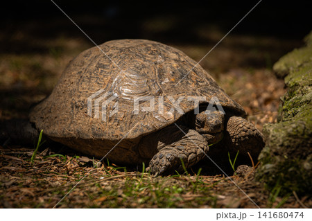 Tortoise resting on forest floor in natural habitat, close up wildlife portrait of land turtle with 141680474