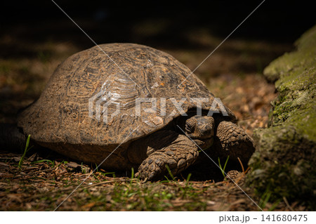 Tortoise resting on forest floor in natural habitat, close up wildlife portrait of land turtle with Tortoise resting on forest floor in natural habitat, close up wildlife portrait of land turtle with 141680475
