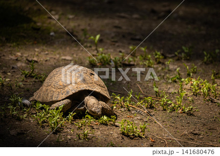 Tortoise resting on forest floor in natural habitat, close up wildlife portrait of land turtle with 141680476