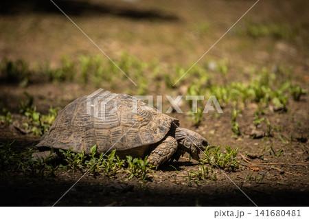 Tortoise resting on forest floor in natural habitat, close up wildlife portrait of land turtle with Tortoise resting on forest floor in natural habitat, close up wildlife portrait of land turtle with 141680481