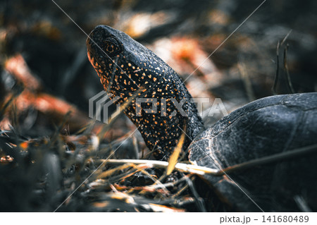 Tortoise resting on forest floor in natural habitat, close up wildlife portrait of land turtle with 141680489