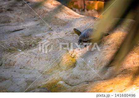 Tortoise resting on forest floor in natural habitat, close up wildlife portrait of land turtle with 141680496