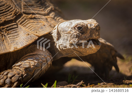 Tortoise resting on forest floor in natural habitat, close up wildlife portrait of land turtle with 141680516
