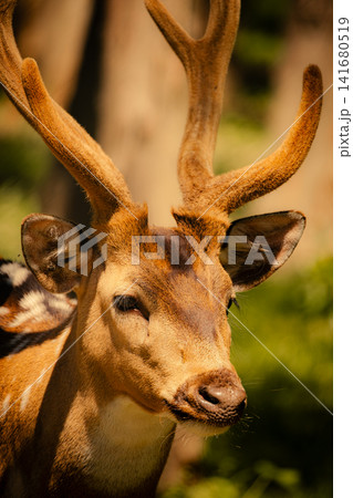 Close up portrait of spotted deer with velvet antlers in natural habitat, majestic stag wildlife ph Close up portrait of spotted deer with velvet antlers in natural habitat, majestic stag wildlife ph 141680519