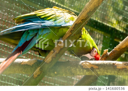 Green Macaw Parrot Portrait with Vibrant Plumage and Red Forehead, Exotic Tropical Bird Close Up, D Green Macaw Parrot Portrait with Vibrant Plumage and Red Forehead, Exotic Tropical Bird Close Up, D 141680536