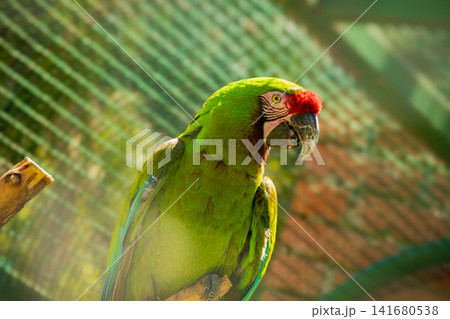 Green Macaw Parrot Portrait with Vibrant Plumage and Red Forehead, Exotic Tropical Bird Close Up, D Green Macaw Parrot Portrait with Vibrant Plumage and Red Forehead, Exotic Tropical Bird Close Up, D 141680538