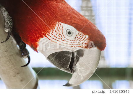 Scarlet Macaw Parrot Portrait with Vibrant Red Plumage and Powerful Beak, Exotic Tropical Bird Clos Scarlet Macaw Parrot Portrait with Vibrant Red Plumage and Powerful Beak, Exotic Tropical Bird Clos 141680543