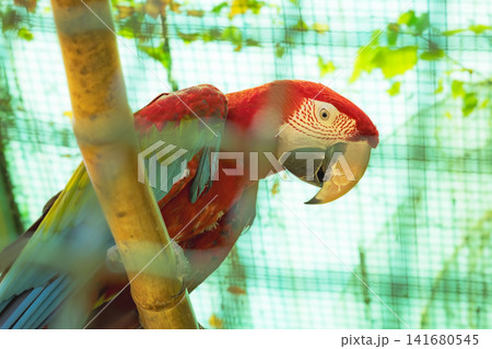 Scarlet Macaw Parrot Portrait with Vibrant Red Plumage and Powerful Beak, Exotic Tropical Bird Clos Scarlet Macaw Parrot Portrait with Vibrant Red Plumage and Powerful Beak, Exotic Tropical Bird Clos 141680545