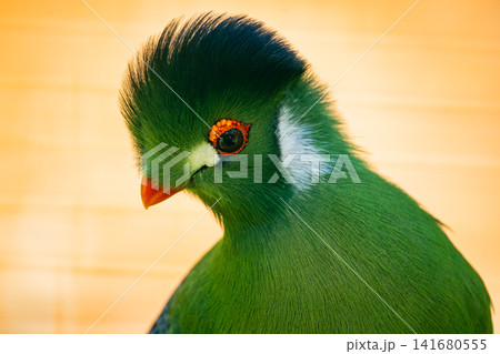 Close Up Portrait of Green Turaco Bird with Vibrant Plumage and Red Eye Ring, Exotic Tropical Avian Close Up Portrait of Green Turaco Bird with Vibrant Plumage and Red Eye Ring, Exotic Tropical Avian 141680555