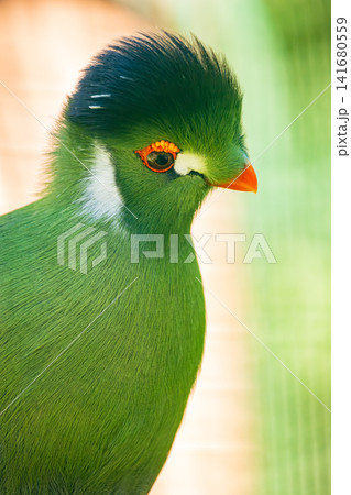 Close Up Portrait of Green Turaco Bird with Vibrant Plumage and Red Eye Ring, Exotic Tropical Avian Close Up Portrait of Green Turaco Bird with Vibrant Plumage and Red Eye Ring, Exotic Tropical Avian 141680559
