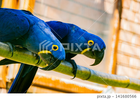 Pair of Hyacinth Macaws Perched Together, Vibrant Blue Parrots with Yellow Eye Rings, Exotic Tropic Pair of Hyacinth Macaws Perched Together, Vibrant Blue Parrots with Yellow Eye Rings, Exotic Tropic 141680566