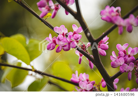 Vibrant Pink Redbud Flowers in Full Bloom, Beautiful Spring Cercis Siliquastrum Blossom Clusters on 141680596