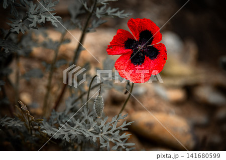 Striking Red Poppy Flower with Dark Center Isolated Against Muted Gray Foliage, Macro Shot of Singl Striking Red Poppy Flower with Dark Center Isolated Against Muted Gray Foliage, Macro Shot of Singl 141680599