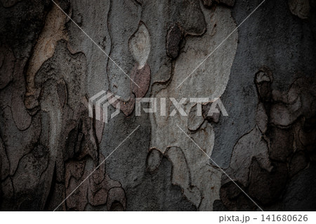 Abstract Tree Bark Texture Background with Peeling Natural Patterns, Detailed Organic Wood Surface Abstract Tree Bark Texture Background with Peeling Natural Patterns, Detailed Organic Wood Surface 141680626