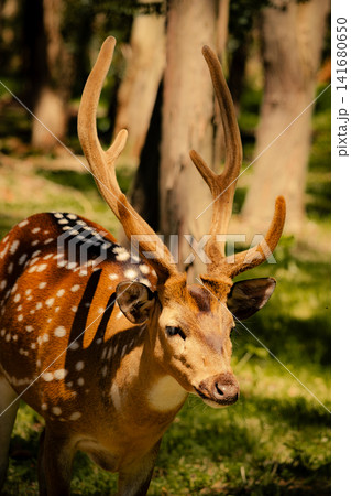Close up portrait of spotted deer with velvet antlers in natural habitat, majestic stag wildlife ph Close up portrait of spotted deer with velvet antlers in natural habitat, majestic stag wildlife ph 141680650