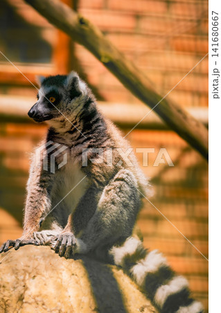 Ring Tailed Lemur Close Up Portrait with Bright Amber Eyes, Detailed Fur Texture and Natural Wildli Ring Tailed Lemur Close Up Portrait with Bright Amber Eyes, Detailed Fur Texture and Natural Wildli 141680667