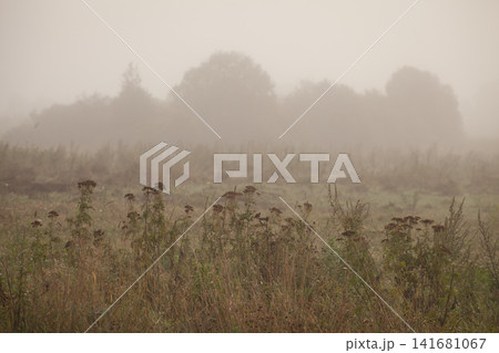 Scenic view of autumn field flowers shrouded in thick morning fog Scenic view of autumn field flowers shrouded in thick morning fog 141681067
