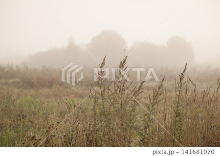 Tall wild plants and dry grass in foggy autumn field at dawn Tall wild plants and dry grass in foggy autumn field at dawn 141681070