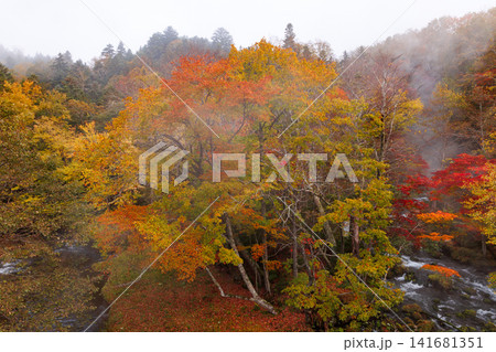 滝見橋の紅葉 滝見橋の紅葉 141681351