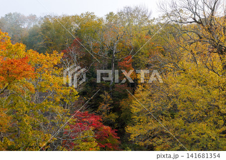 滝見橋の紅葉 滝見橋の紅葉 141681354