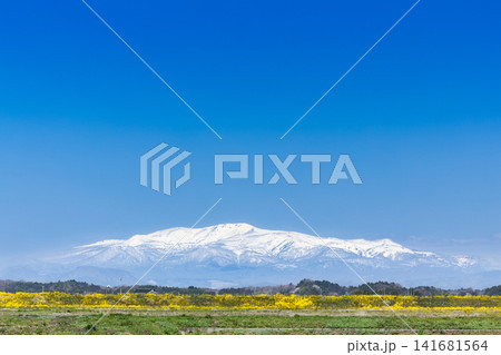 残雪の栗駒山と菜の花 残雪の栗駒山と菜の花 141681564