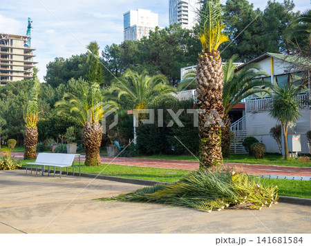 Palm tree leaves trimmed by gardeners at the resort. December at sea. Enclosing the seaside embankment. Heap of tropical tree leaves. Palm tree leaves trimmed by gardeners at the resort. December at sea. Enclosing the seaside embankment. Heap of tropical tree leaves. 141681584