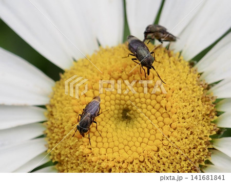 ヒマワリの花に止まる ヒマワリの花に止まる 141681841