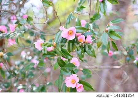 早春の花 ピンクのツバキ 早春の花 ピンクのツバキ 141681854