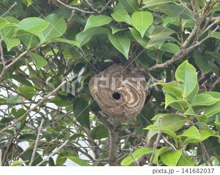 スズメバチの巣 スズメバチの巣 141682037