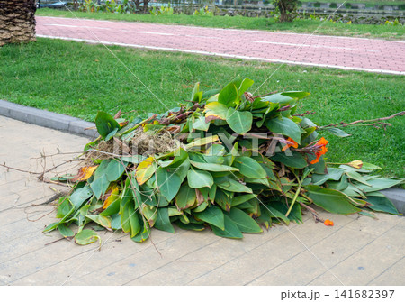 Work of landscaping services. Cut leaves on the sidewalk in the park. Gardener's work. Pruning bushes and branches in winter Work of landscaping services. Cut leaves on the sidewalk in the park. Gardener's work. Pruning bushes and branches in winter 141682397