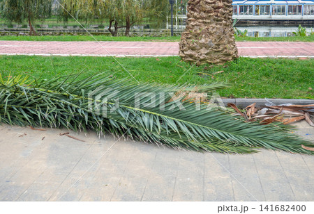 Work of landscaping services. Cut leaves on the sidewalk in the park. Gardener's work. Pruning bushes and branches in winter. 141682400