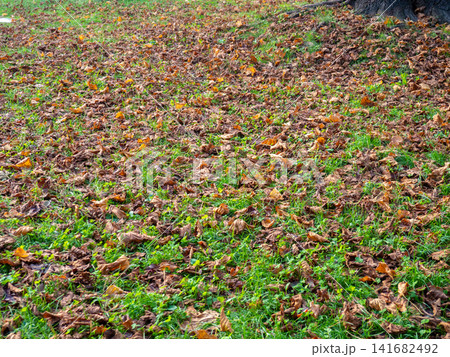 Autumn concept. Dry leaves lie on the green grass. December in the subtropics Autumn concept. Dry leaves lie on the green grass. December in the subtropics 141682492