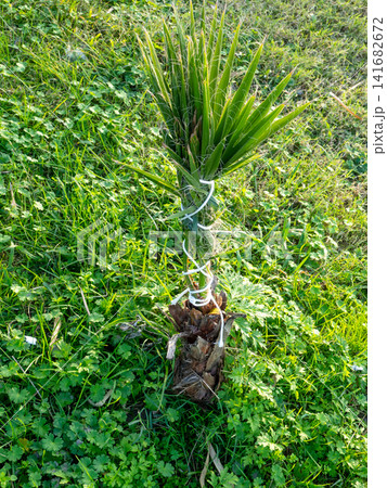 Palm trees are prepared for winter. Palm leaves are tied. Protection from wind and weather. Seasonal gardening. The work of gardeners at the resort. Resort in winter. Palm trees are prepared for winter. Palm leaves are tied. Protection from wind and weather. Seasonal gardening. The work of gardeners at the resort. Resort in winter. 141682672
