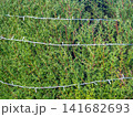 Garland on a bush in the park. Coniferous bush with a cord on the branches. Preparing for the New Year. 141682693