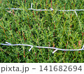 Garland on a bush in the park. Coniferous bush with a cord on the branches. Preparing for the New Year. 141682694