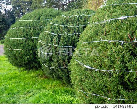 Garland on a bush in the park. Coniferous bush with a cord on the branches. Preparing for the New Year. Garland on a bush in the park. Coniferous bush with a cord on the branches. Preparing for the New Year. 141682696
