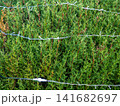 Garland on a bush in the park. Coniferous bush with a cord on the branches. Preparing for the New Year 141682697