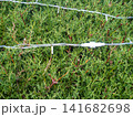 Garland on a bush in the park. Coniferous bush with a cord on the branches. Preparing for the New Year. 141682698