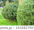 Garland on a bush in the park. Coniferous bush with a cord on the branches. Preparing for the New Year. 141682700