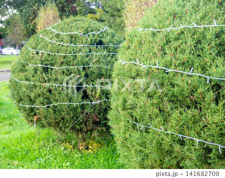 Garland on a bush in the park. Coniferous bush with a cord on the branches. Preparing for the New Year. Garland on a bush in the park. Coniferous bush with a cord on the branches. Preparing for the New Year. 141682700