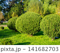 Trimmed round coniferous bushes. Vegetation in the park. Plant trimming. 141682703