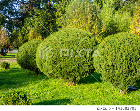 Trimmed round coniferous bushes. Vegetation in the park. Plant trimming. Trimmed round coniferous bushes. Vegetation in the park. Plant trimming. 141682703