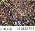 Background of earth, stones and fallen leaves. Natural background. What's under your feet in the park. 141682705