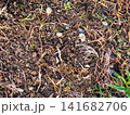 Background of earth, stones and fallen leaves. Natural background. What's under your feet in the park. 141682706